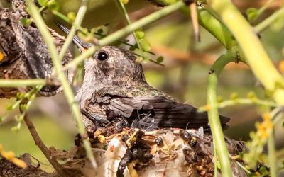March 29  Growing chick fills the expanding nest