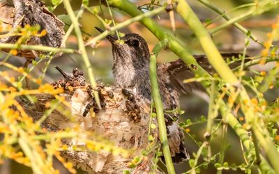March 30  The chick flaps its wings as it prepares to fledge