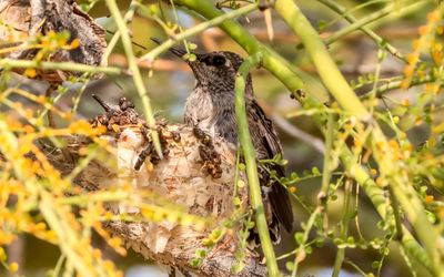 March 30  Resting on the edge of the nest in anticipation of its first flight