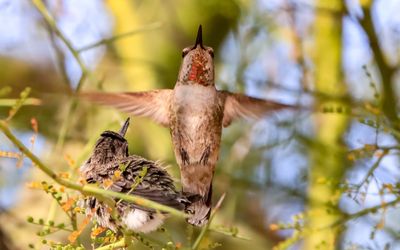 March 30  Mother hummingbird hovers over her resting chick