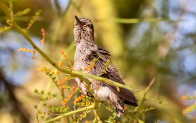 March 30  Chick stretches while on its first perch
