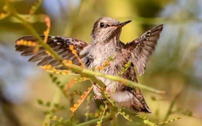 March 30  The chick flaps its wings from the safety of its perch