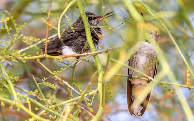 March 30  Mother finds the chick on its new perch