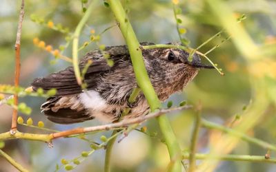 March 30  Fluffed chick checks out its new surroundings