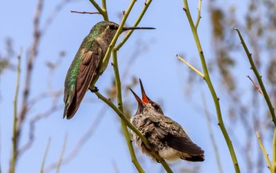 March 30  After a move to a tree near the nesting tree, feeding time