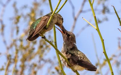 March 30  Mother feeds its chick after its third flight of the day
