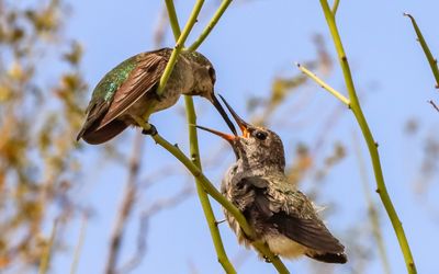 March 30  The chick takes a meal from its mother