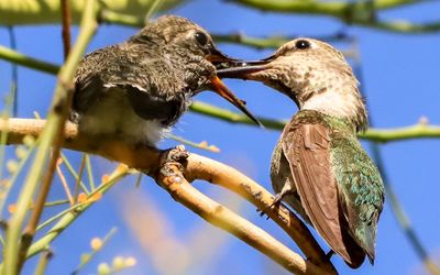 March 31  Mother feeds its chick; note, the meal now includes a small insect