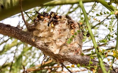 Empty Annas Hummingbird nest in the Palo Verde tree