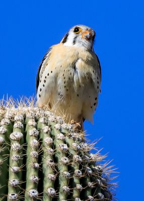 A male American Kestrel perched on top of a saguaro cactus