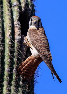 A female American Kestrel stares me down from the opening of a nest in a saguaro cactus