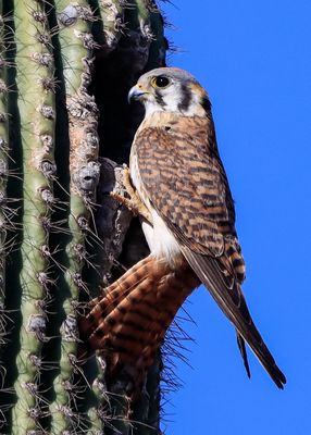 Profile of a female American Kestrel at the opening of a nest in a saguaro cactus