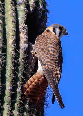 A female American Kestrel at the opening of a nest in a saguaro cactus