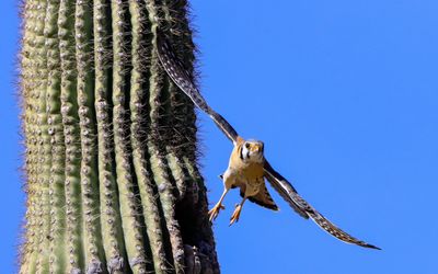 A male American Kestrel takes flight from a saguaro cactus