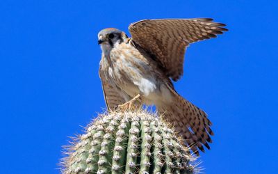 A female American Kestrel extends her wings while sitting on top of a saguaro cactus