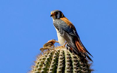 A male American Kestrel clutches its kill on top of a saguaro cactus