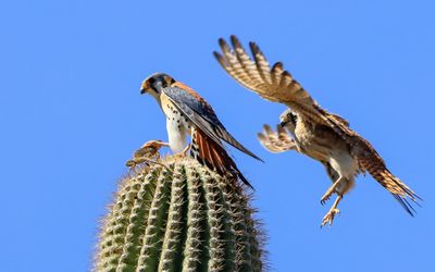 A female American Kestrel flies in to join the male and its prey on top of a saguaro cactus