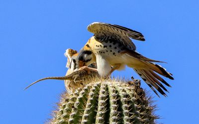 American Kestrel Falcon  Arizona