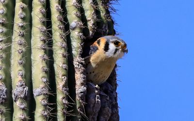 A male American Kestrel peers out from the opening of a nest in a saguaro cactus