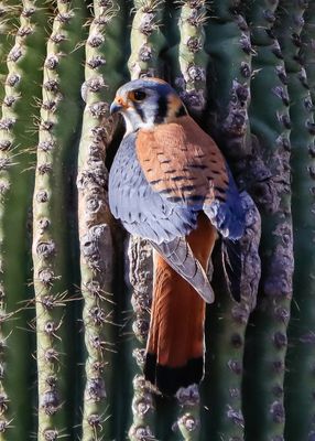 A male American Kestrel sits on the edge of the opening of a nest in a saguaro cactus