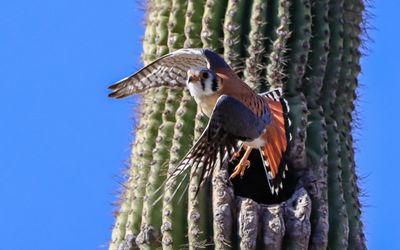 A male American Kestrel launches itself from the opening of a nest in a saguaro cactus