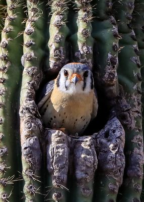 A male American Kestrel spies a photographer from the opening of a nest in a saguaro cactus