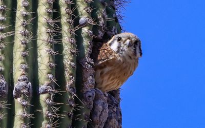 American Kestrel Falcon Arizona