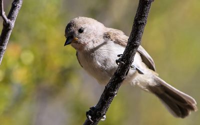 A House Sparrow on a branch