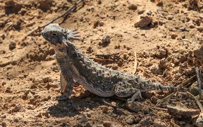 A Horned Lizard, also known as a Horny Toad