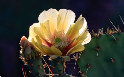 The sun shines through the petals of a Prickly Pear Cactus bloom