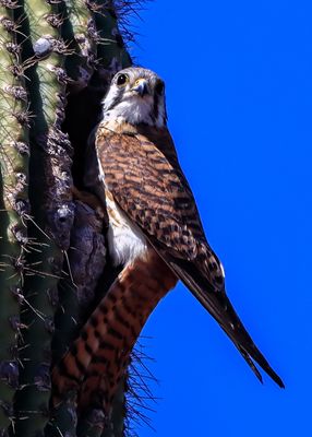 A female American Kestrel on an old nest on the side of a Saguaro
