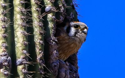 Female American Kestrel extends out of a nest in a Saguaro