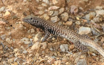 A Western Whiptail Lizard