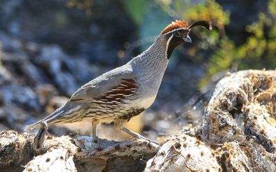 A Gambels Quail