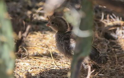 A Gambels Quail chick in the desert brush