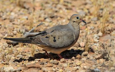 A Mourning Dove on the ground
