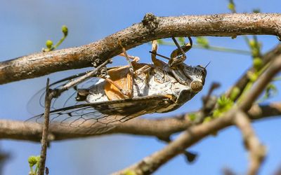 A Desert Cicada clinging to the branch of a tree