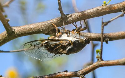 Desert Cicada on the underside of a branch