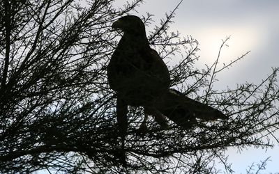 Large Golden Eagle in a Palo Verde tree
