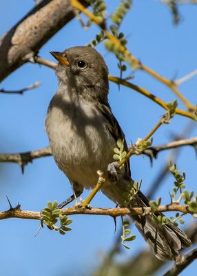 A Verdin on a branch