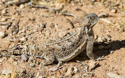 A Horned Lizard, camouflaged against the ground