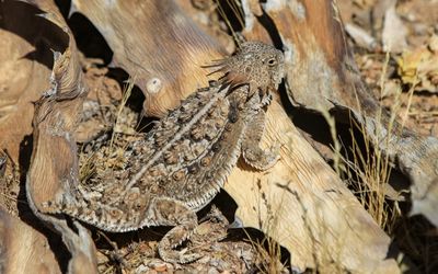 A Horned Lizard, on a dried Century Plant remains 