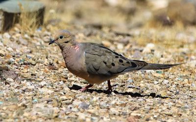A Mourning Dove on the ground