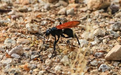 A Tarantula Hawk (wasp) walking along the ground