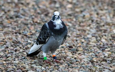 Homing or Racing Pigeon (with green band)