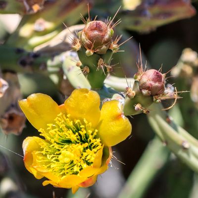 Arizona Pencil Cholla Cactus flower