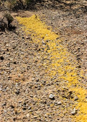 A Palo Verde flower path to an ant colony mound