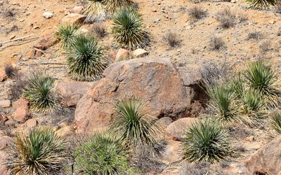 Desert plant life around a large boulder in Castner Range NM