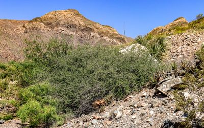 Creosote bush with mountainous desert in Castner Range NM