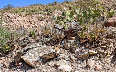 Prickly pear cactus and agave plants in Castner Range NM